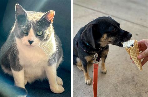Can Dogs And Cats Get The Flu From Humans