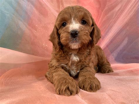 Image result for Dark Red Cockapoo