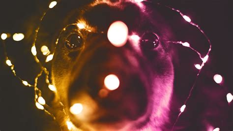 Wallpaper dog, garland, funny, light bulbs, light hd, picture, image