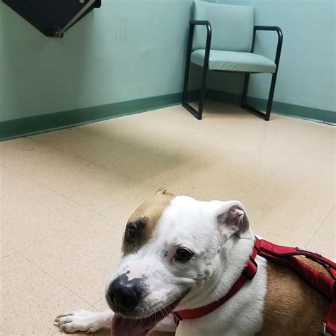 BREE'S ANIMAL HOSPITAL - Philadelphia PA - Hours, Directions, Reviews ...