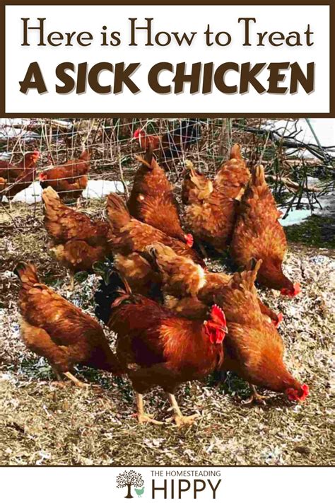 Here is How to Treat a Sick Chicken Step by Step