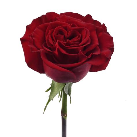 Hearts - Rose - Esmeralda Farms Wholesale Flowers