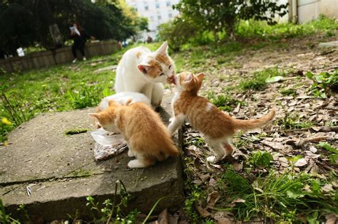 The Science of Maternal Bonding in Animals and Humans – Thinking Beyond ...