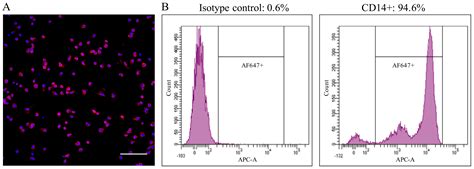 Breed Differences in PCV2 Uptake and Disintegration in Porcine Monocytes