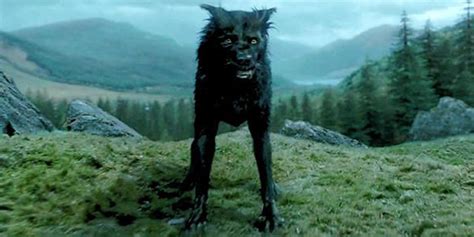 Harry Potter: Animal Characters, Ranked By Their Importance