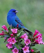 Image result for Free Spring Desktop Birds