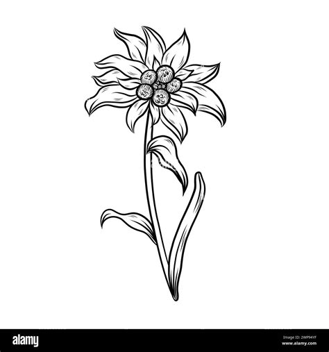 Edelweiss line art. Hand drawn Vector Floral outlines Stock Vector ...