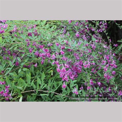 Lespedeza thunbergii 'Spring Grove', Bush Clover – Dancing Oaks Nursery ...