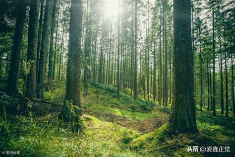 植树造林的作用（植树的意义和好处） – 碳资讯