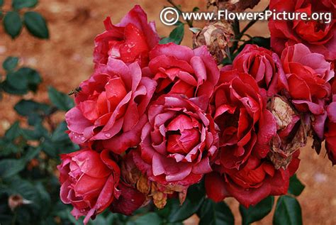 Rose varieties with names gallery-1