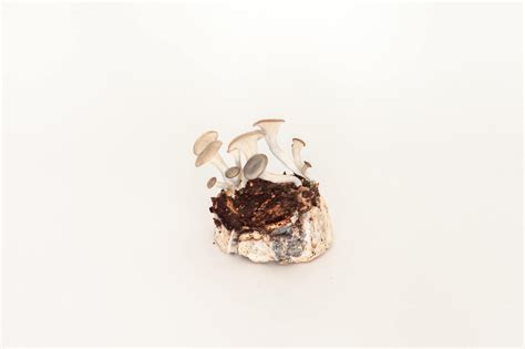 Image result for Project Alias