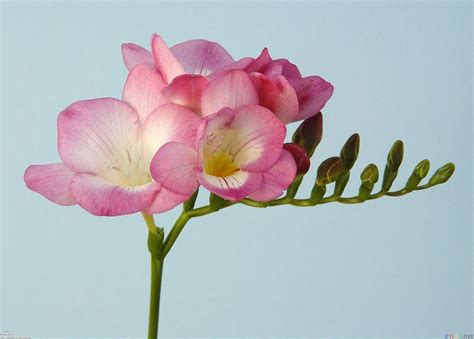 Perfume Shrine: Perfumery Material: Freesia, Peppery Zing, Electric Fresh - what is the smell of freesia