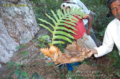 PLANTS-HISTORY OF AYURVEDA | Ayurvedic Medicinal Plants
