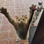 Meow Mix Original Choice Dry Cat Food, 24 lbs | BJ's Wholesale Club