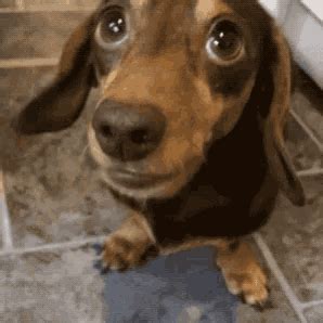 Image result for Meme JavaScript Eqal