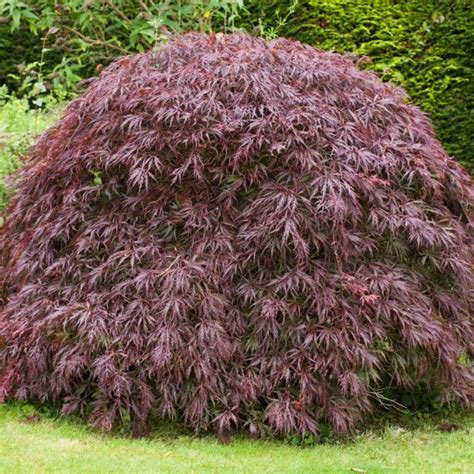 Tamukeyama Japanese Maple | The Sill