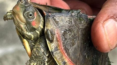 330 baby turtles rescued in Uttar Pradesh, one arrested - India Today
