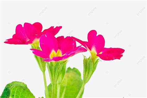 Flowering Branch Of Red Primrose, Red, Flowers, Primrose PNG ...
