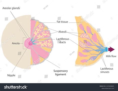 Anatomy Breast During Lactation Milk Moves Stock Vector (Royalty Free) 2229648685 | Shutterstock