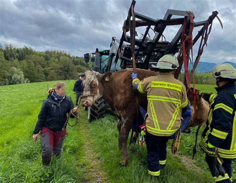 Kuh steckt fest: Landwirt und Feuerwehr befreien Rind mit Frontlader ...