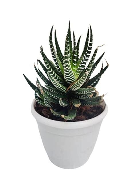 Creative Farmer Indoor Plant Light Haworthia Attenuata Zebra, Live ...