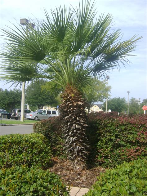 Buy European Fan Palms in Miami, Ft Lauderdale, Kendall