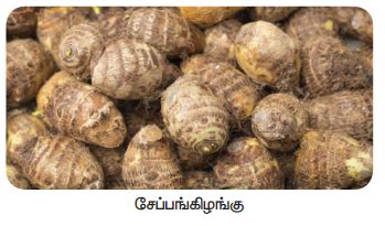 தண்டின் மாற்றுருக்கள் - தாவரங்களின் இனப்பெருக்கம் மற்றும் மாற்றுருக்கள் ...