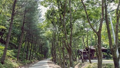 CHEONGSONG RECREATIONAL FOREST (2025) All You Need to Know BEFORE You ...