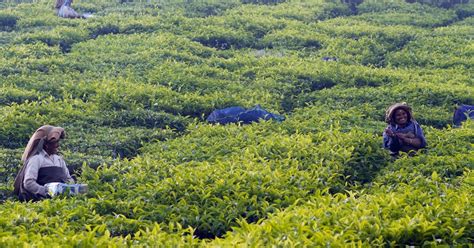 Sedex Members Ethical Trade Audit (SMETA) | SGS India