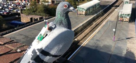Pigeons With Tiny Sensors On Their Back Are Collecting Data To Help Us ...