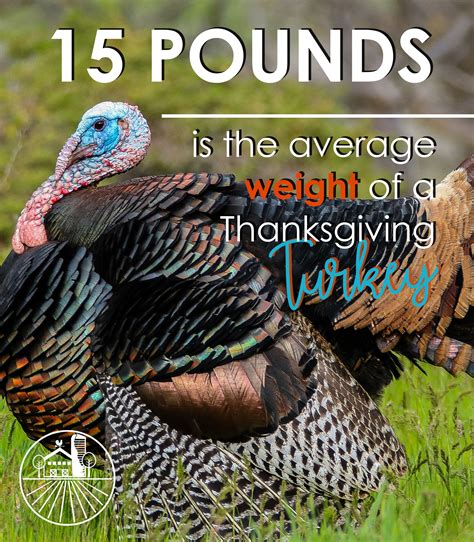 Did you know that the average weight of a turkey purchased at ...