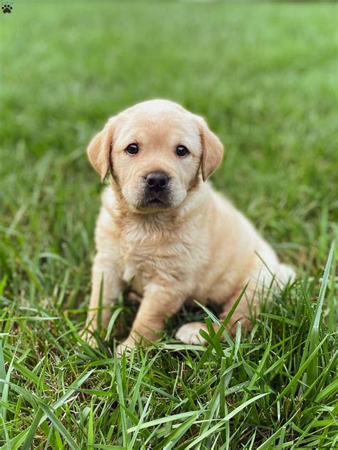 Dogs Golden Lab