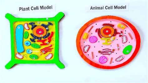 Plant Cell Model Project Materials