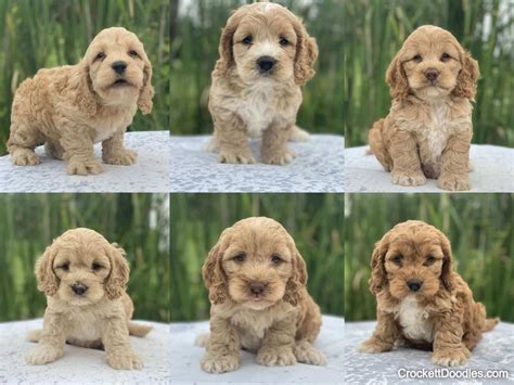 Image result for Cockapoo Dog Baby