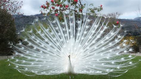 White Peacock Desktop Wallpaper