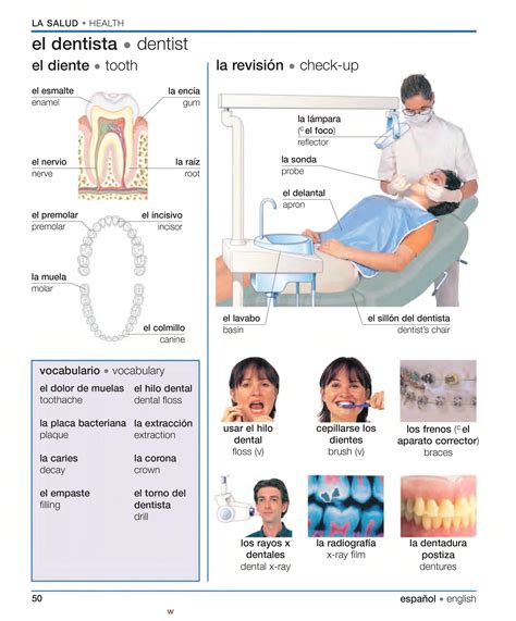 Dental Oral Surgery In Spanish at Norma McCormick blog