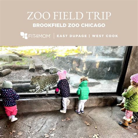 Zoo Play Date, Brookfield Zoo Chicago, 16 January 2025 | AllEvents