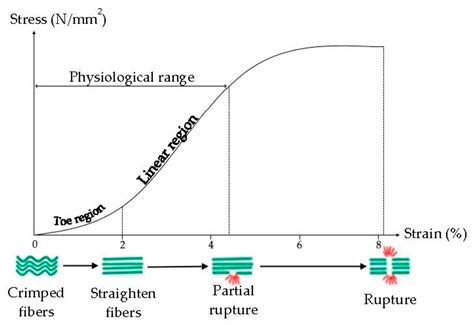 Innovative Strategies in Tendon Tissue Engineering
