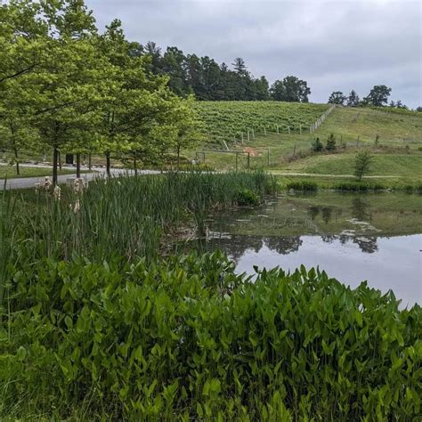 Roaring River Vineyards RV Campground | Traphill, NC