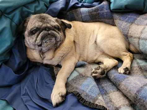 Bella, aka Bella Boo, Little Bell, Her Grumpiness, The Floof, The Potato, The Tater, The Ball of ...