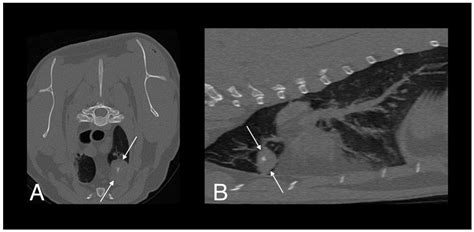 Systemic Mycobacterium kansasii Infection in Two Related Cats