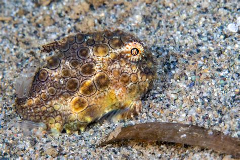 Pacific Spiny Lumpsucker – ktuli photography