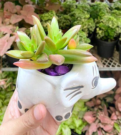 Succulent in Elephant Planter – Dream Green