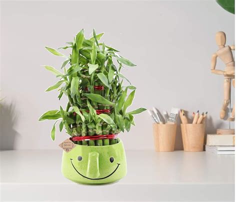 Abana Homes Bamboo Plant Indoor With Smiley Ceramic Pot - 3 Layer ...