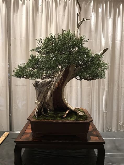 California Juniper : r/Bonsai