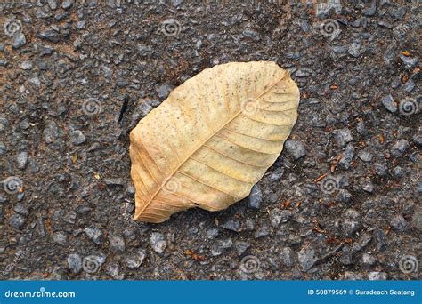 Dry leave stock image. Image of plant, autumn, fresh - 50879569