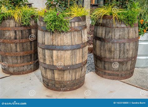Oak Barrel Planters Outdoors Stock Photo - Image of display, recycle ...