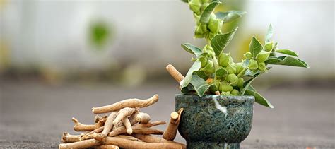 Ashwagandha for Athletes: Boost Endurance & Speed Up Recovery with AF ...