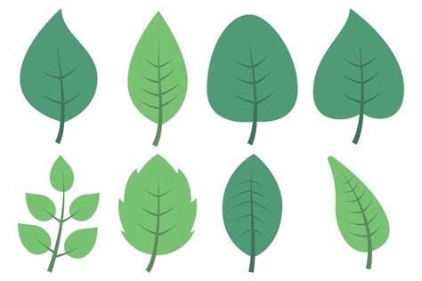 Image result for Leaf Modification Animation