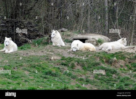 Wolves in Nature 的图像结果